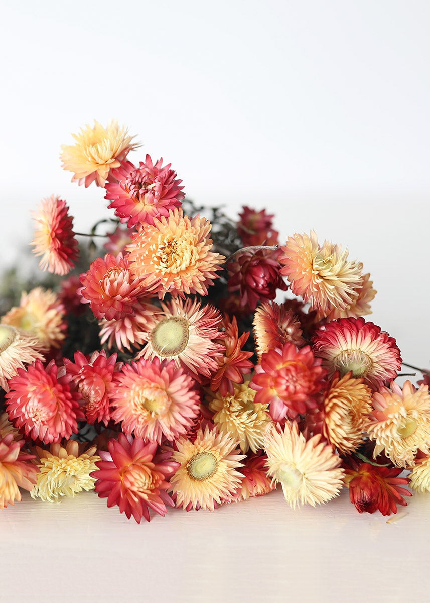 Coral Dried Helichrysum Daisies - 15-22" | Afloral (US)