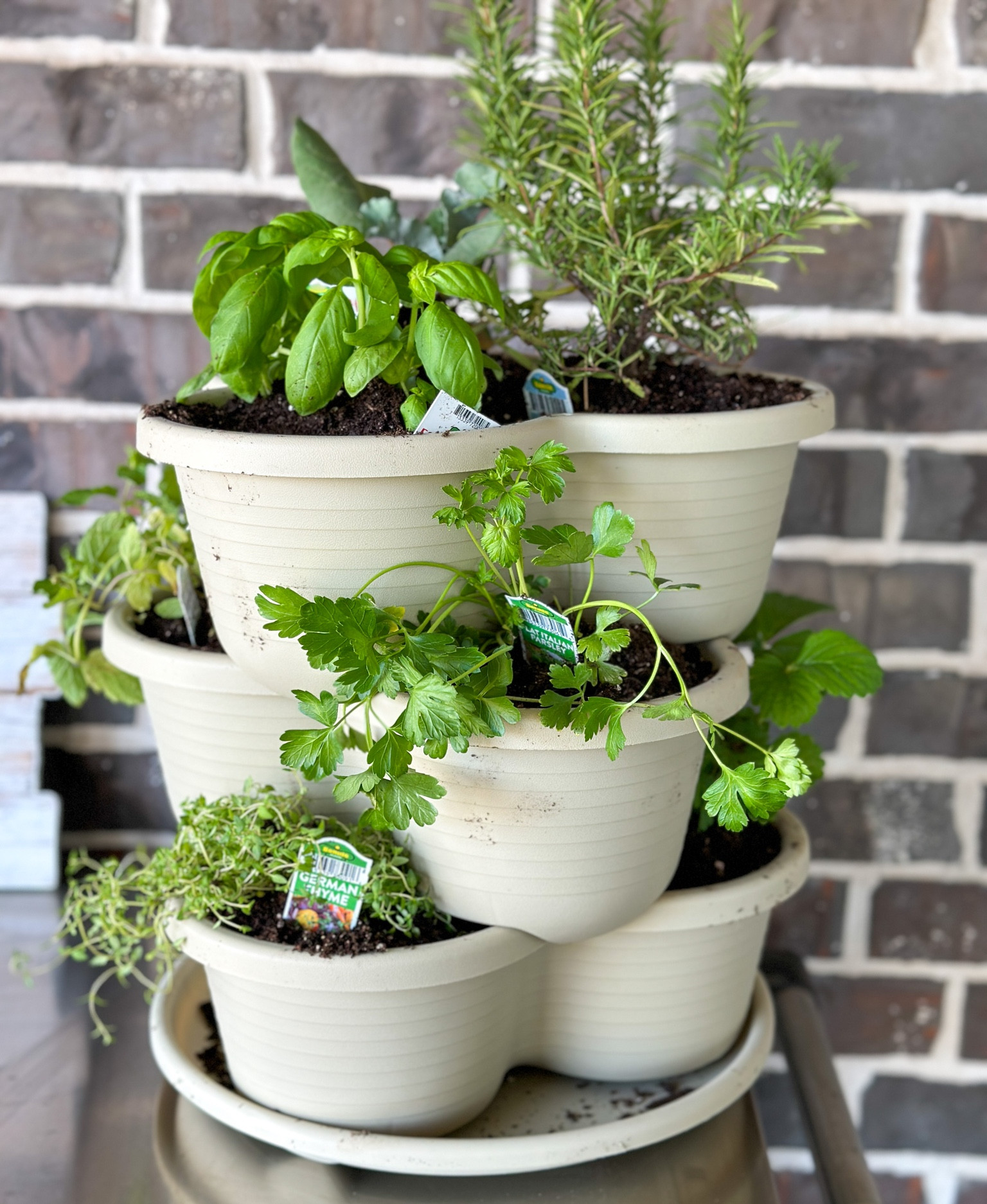 Planting new herbs in this planter. Perfect size for a variety of herb plants. Gearing up for the Fall season. #fall #herbs #herbplanting #gardening #outdoors 

#LTKhome