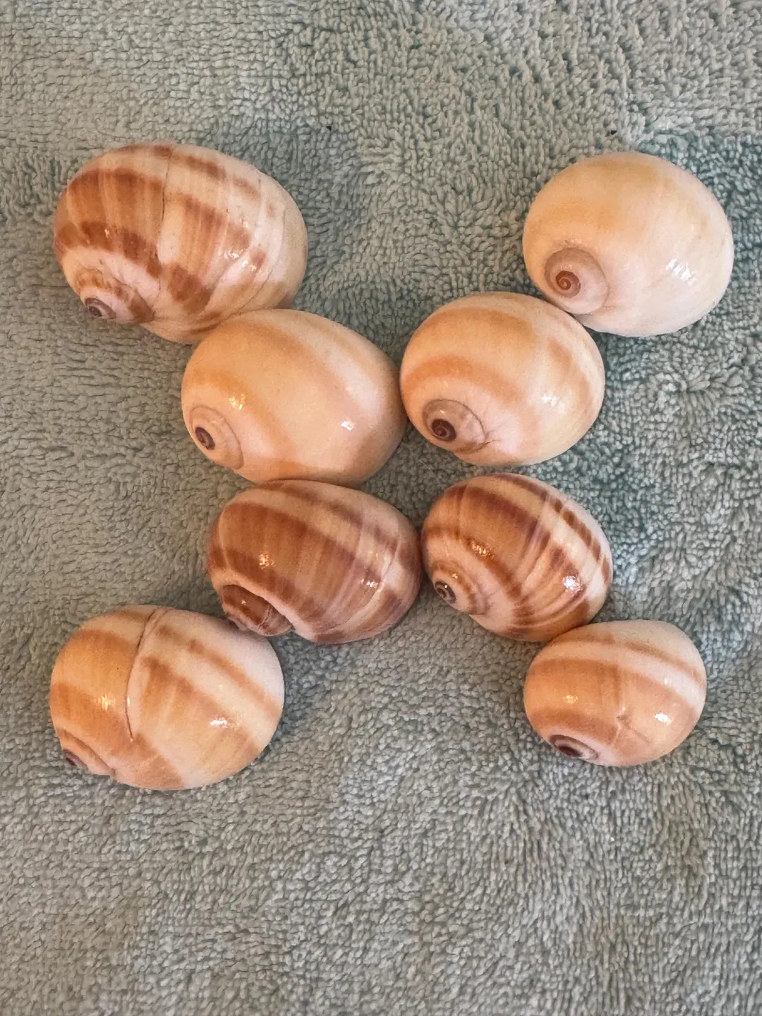 Calf Moon Snails D Shape 5/8-7/8 Inch Openings Set of 8 - Etsy | Etsy (US)