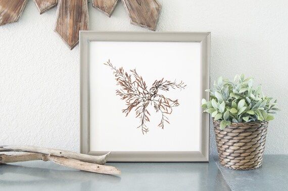 12"x12" Pressed Marine Brown Algae Print - botanical art, plant press, beach, coastal12"x12" Pressed | Etsy (US)