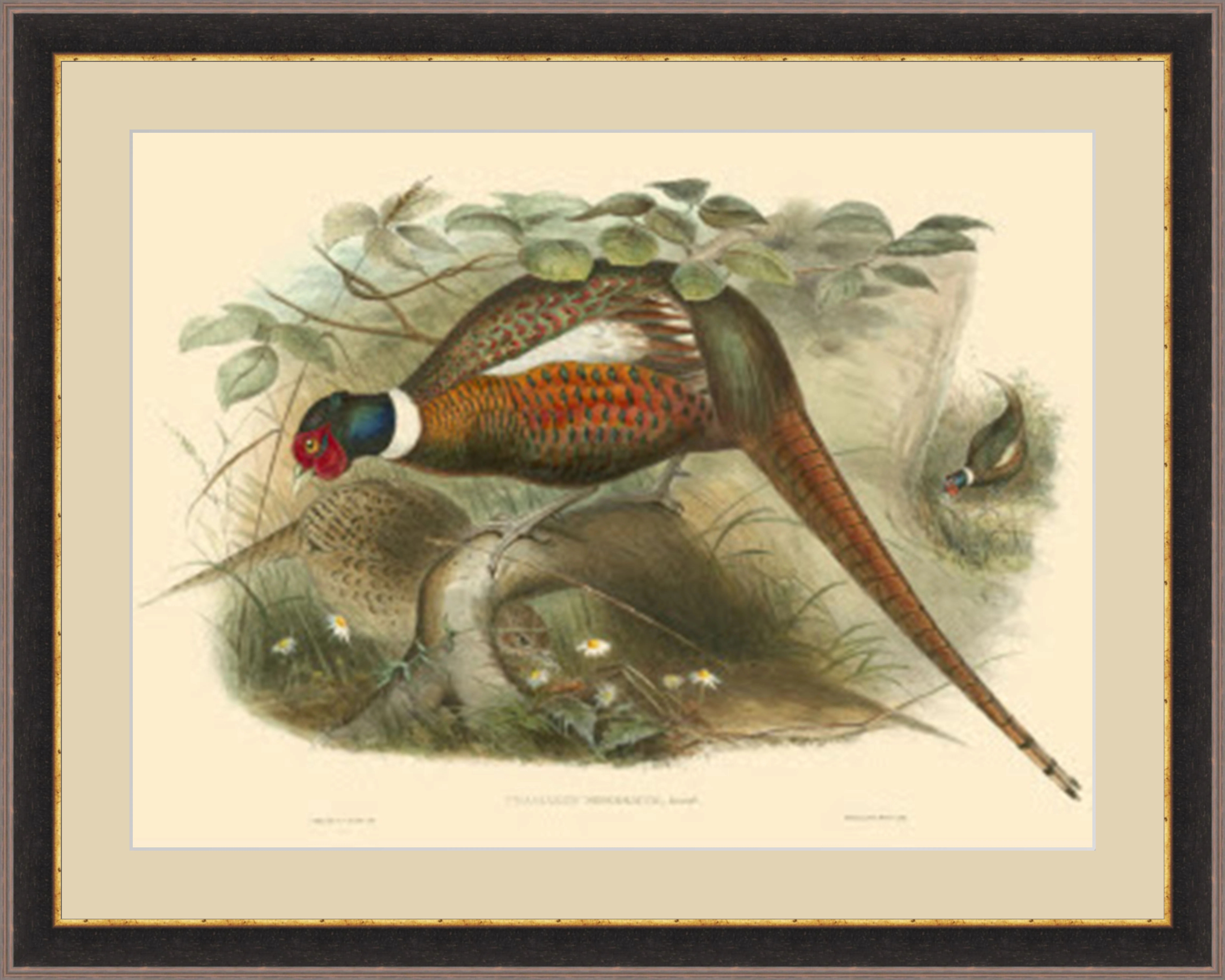 GlobalDesigns " Gould Pheasants II " | Wayfair | Wayfair North America