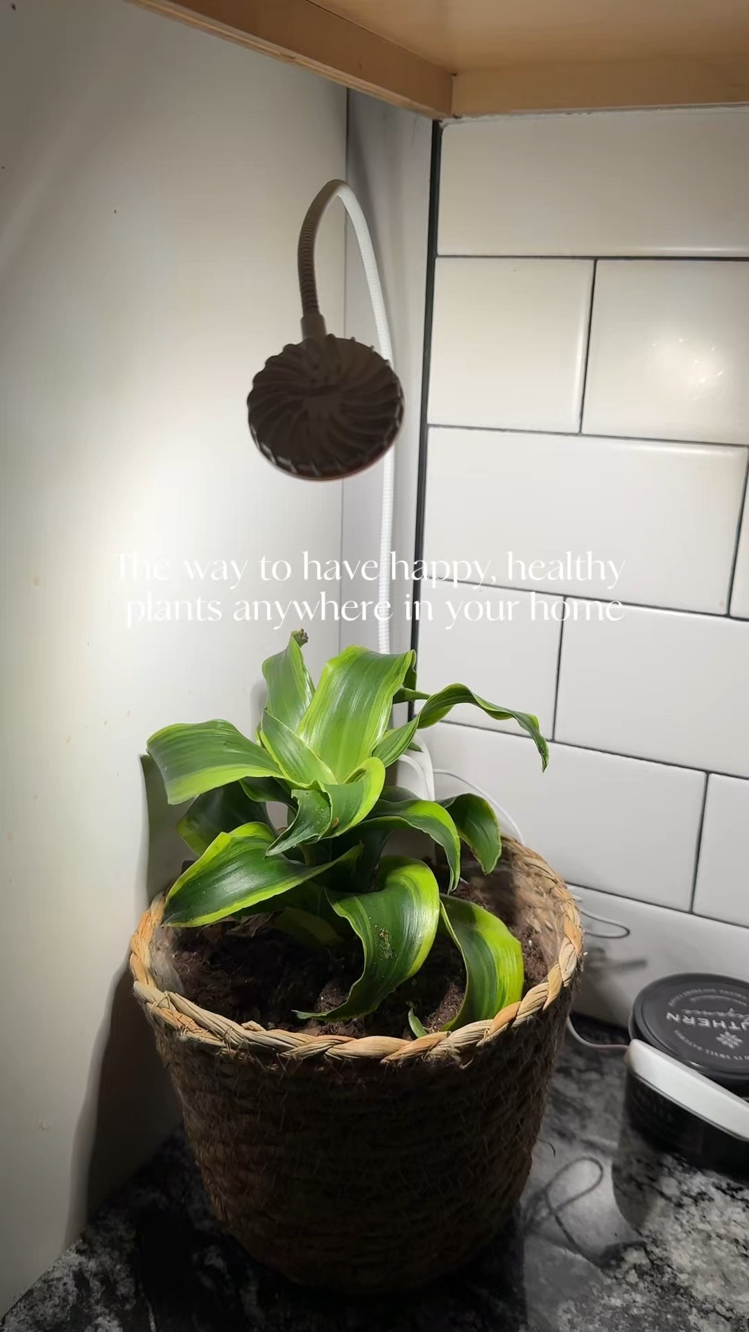 I love the Sansi grow lights! They work great, are easy to use and the cord is long enough to use them wherever you want! #plants #growlight #plantcare

#LTKHome #LTKSeasonal #LTKselfcare