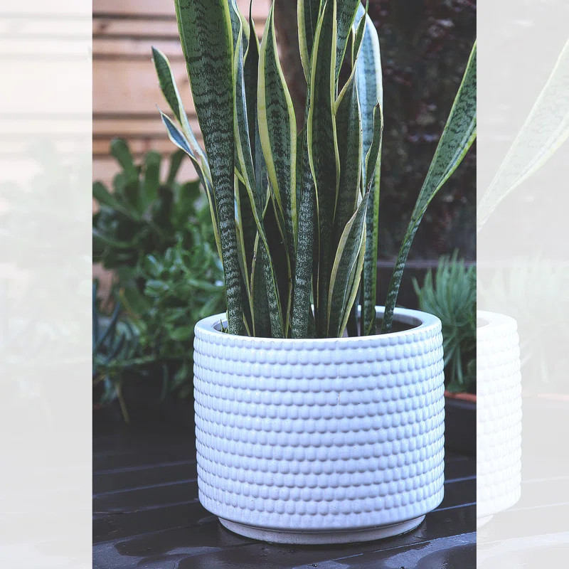 Lesa Ceramic Pot PlanterSee More by Ivy BronxRated 4.6 out of 5 stars.4.6181 Reviews$31.99On Sale... | Wayfair North America