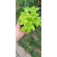 Lemon Balm, Herb, Live Plant, Kitchen Herbs, Culinary Healthy Plants For Sale, Garden Gift, Aromatic Herb | Etsy (US)