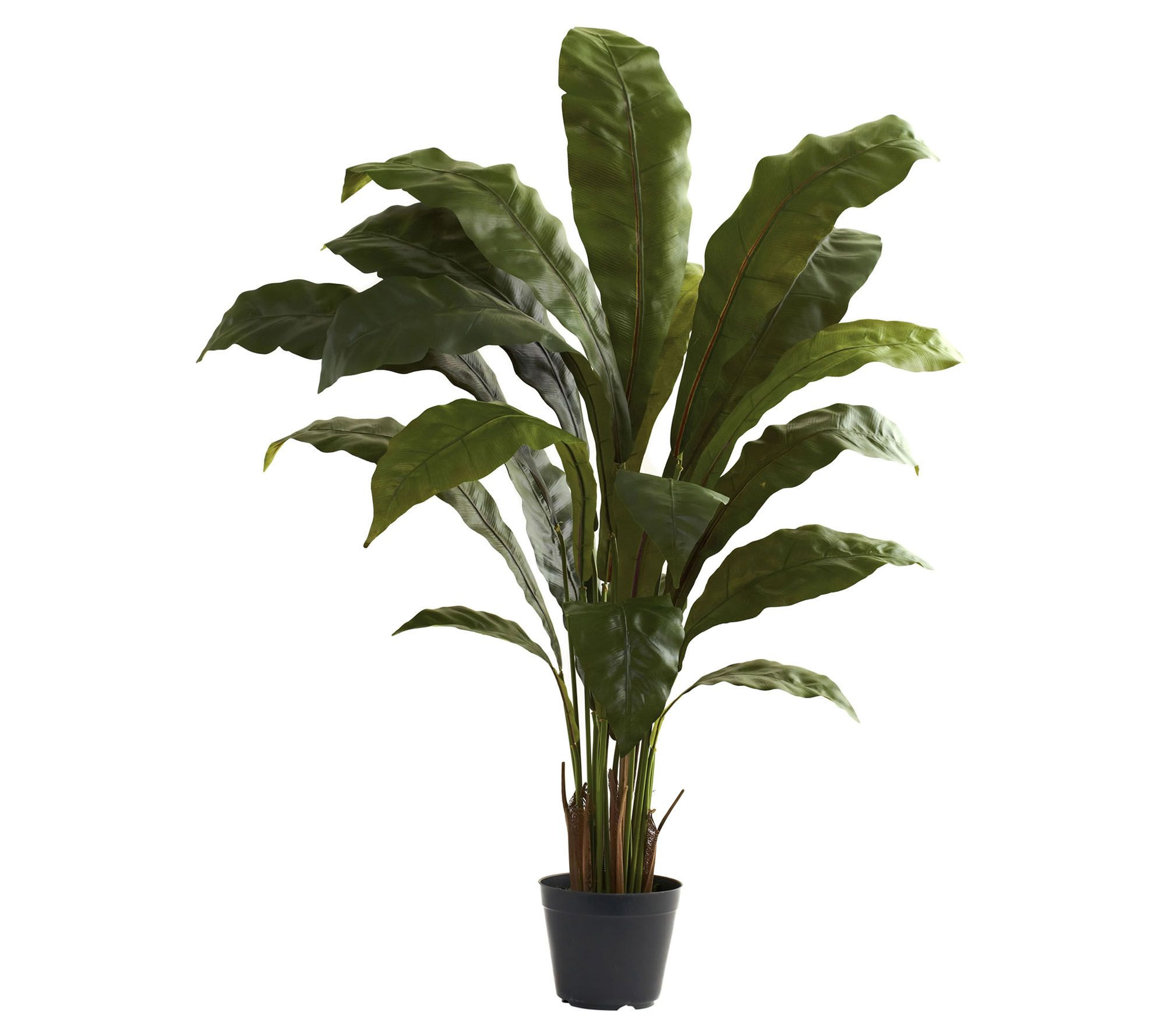 3.5' Bird's Nest Plant by Nearly Natural — QVC.com | QVC