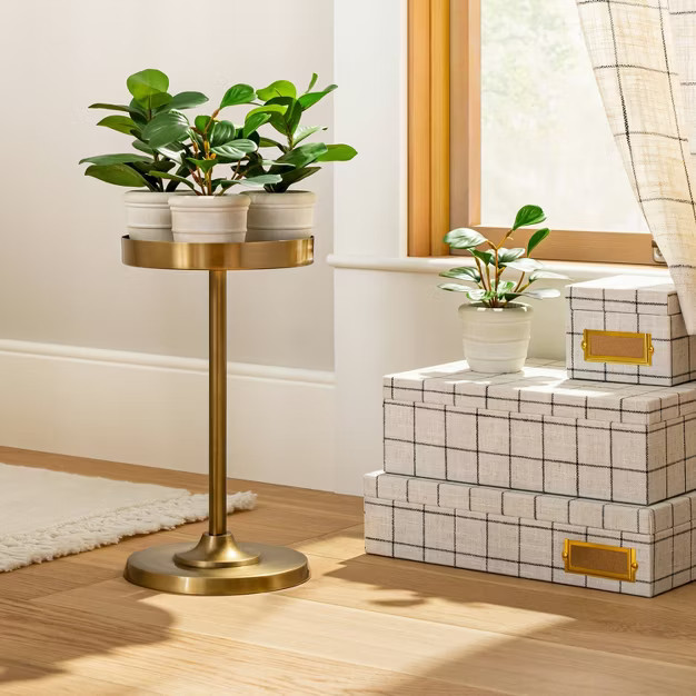 Faux Mini Clusia Rosea Potted Plant - Hearth & Hand™ with Magnolia | Target