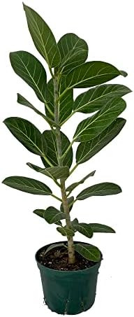 Audrey Indian Banyon Fig Tree - Ficus benghalensis - Easy to Grow - 6" Pot | Amazon (US)