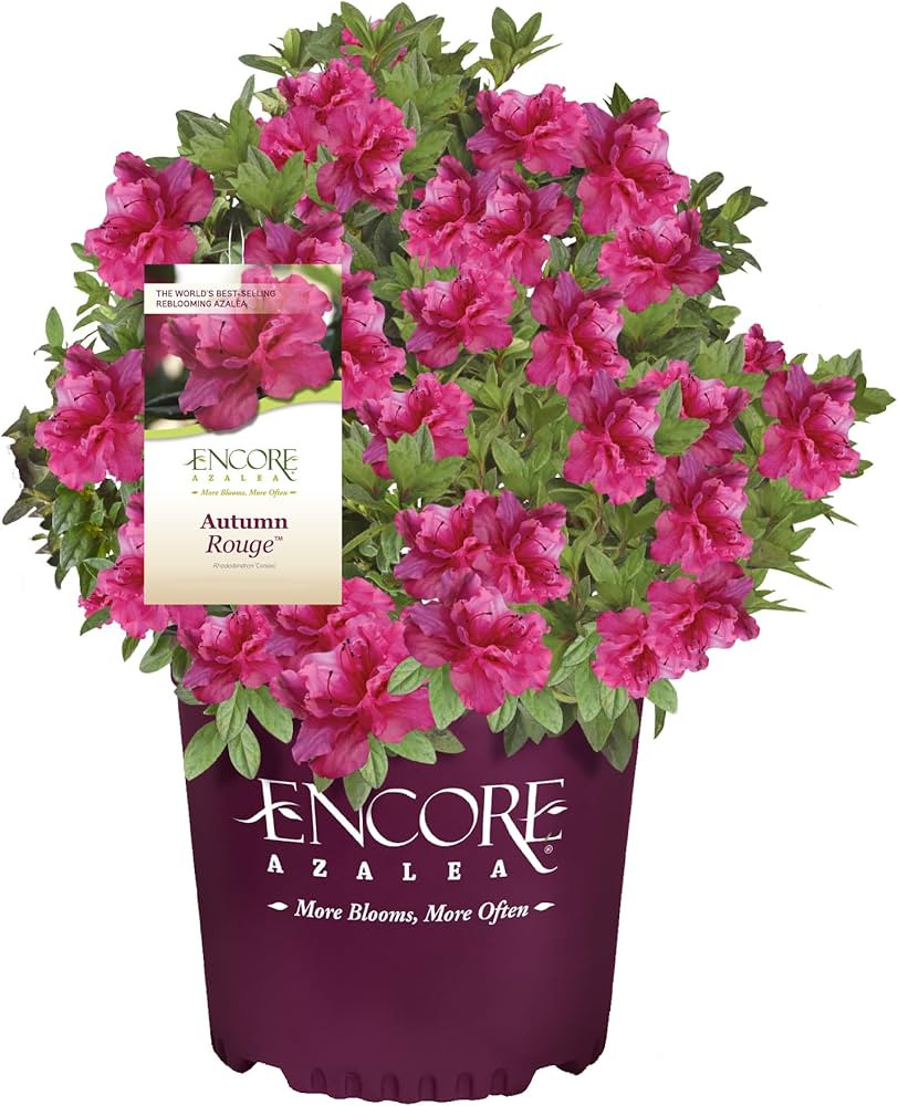 1 Gallon Encore Azalea Autumn Rouge Shrub | Amazon (US)