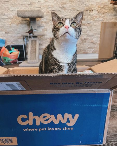 All stocked up on the kitties’ necessities from Chewy! 😻📦💙 

#LTKfamily #LTKhome #LTKsalealert