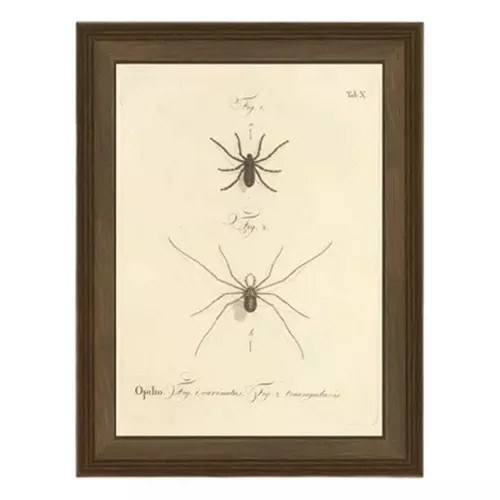 Petal Lane Spiders Print | Scheels Sports