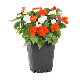 Lowe's Multicolor Impatiens in 1-Pint Pot | Lowe's
