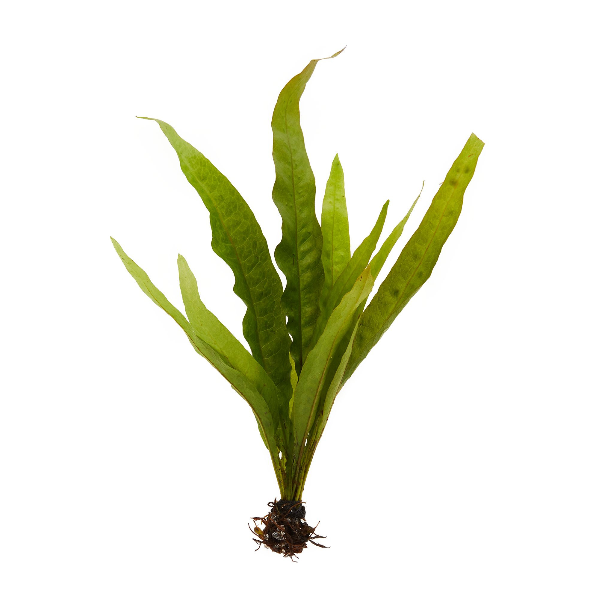 Top Fin® Java Fern Live Plant | PetSmart