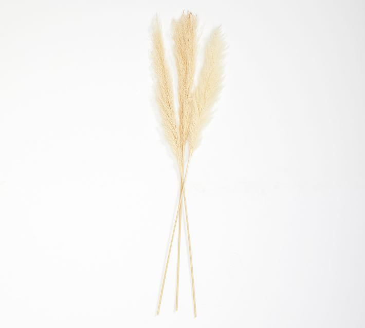 Dried Pampas Grass Branches - Set of 3 | Pottery Barn (US)