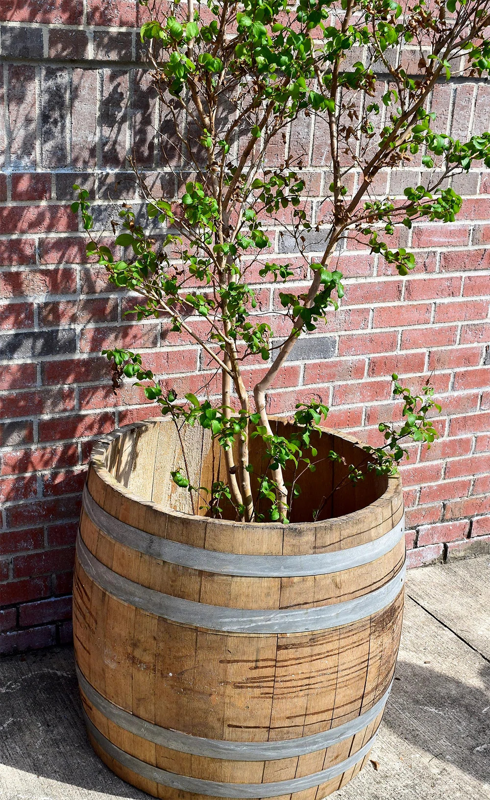 Wood Barrel Planter | Wayfair North America