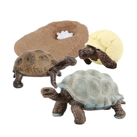Sea Animal Life Cycle of Turtle for Classroom Teaching Accessories Educational Toy - Geochelone | Walmart (US)