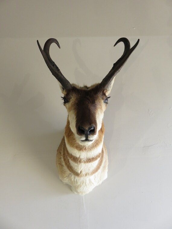 Pronghorn Taxidermy Mount for Sale. | Etsy | Etsy (US)