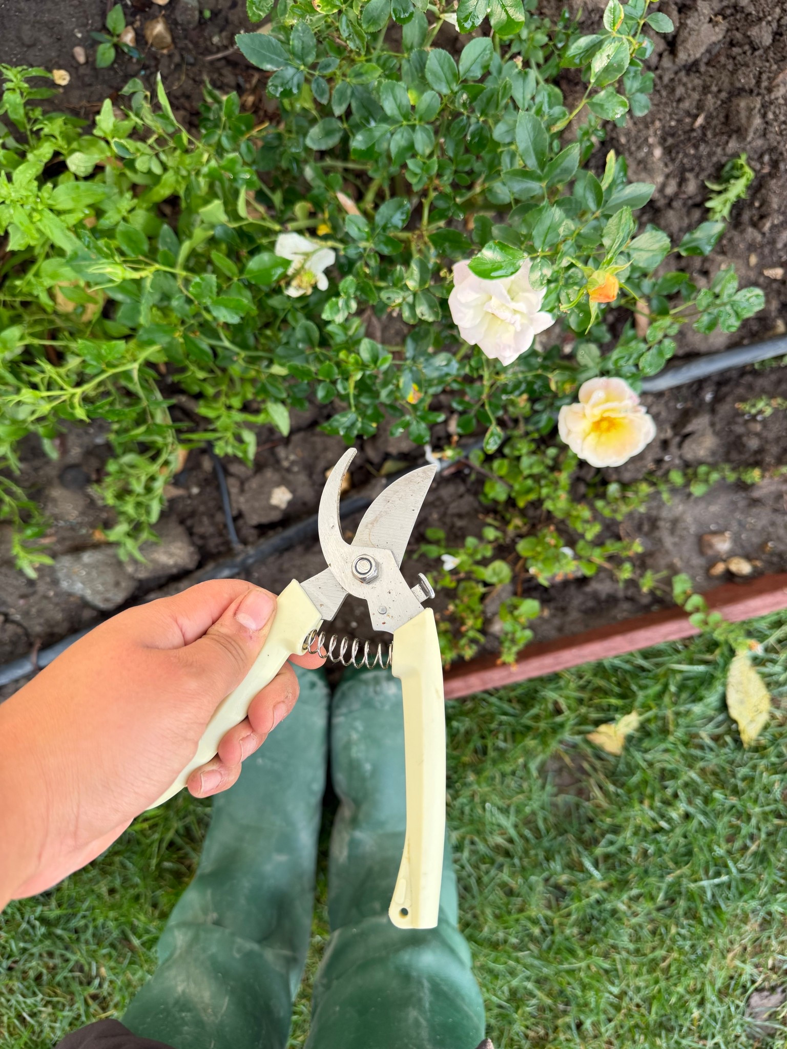My favorite gardening shears!! 4 for $10

#LTKHome #LTKFindsUnder50 #LTKSeasonal