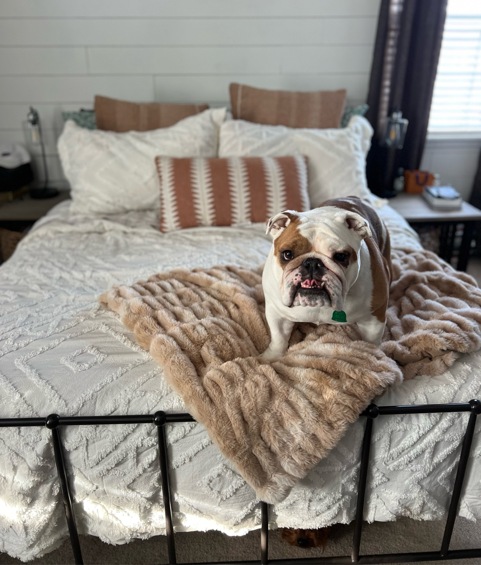 #walmartpartner My new @walmart bedding is even Ruby approved! Shop it here in my @shop.ltk #walmarthome #liketkit 