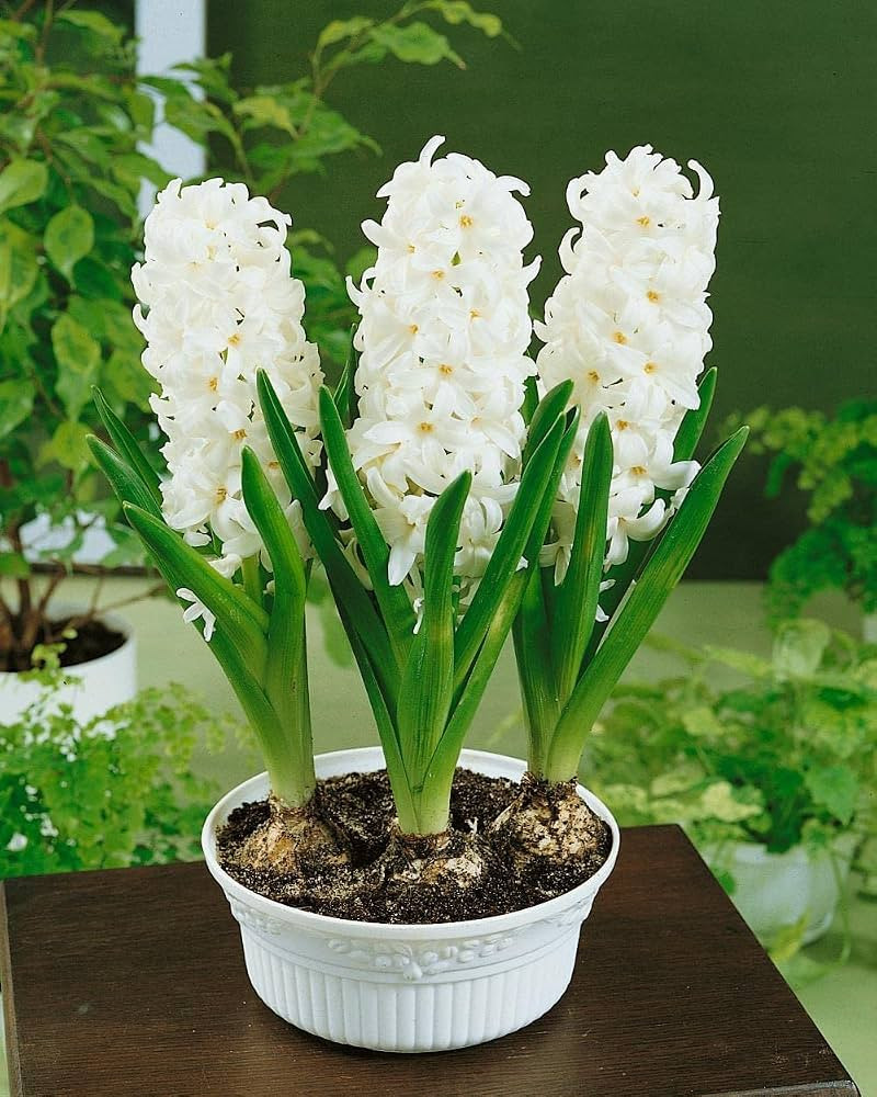 Hyacinth (3 Bulbs in a Pot) White Colour in 12cm Pot Size | Amazon (UK)