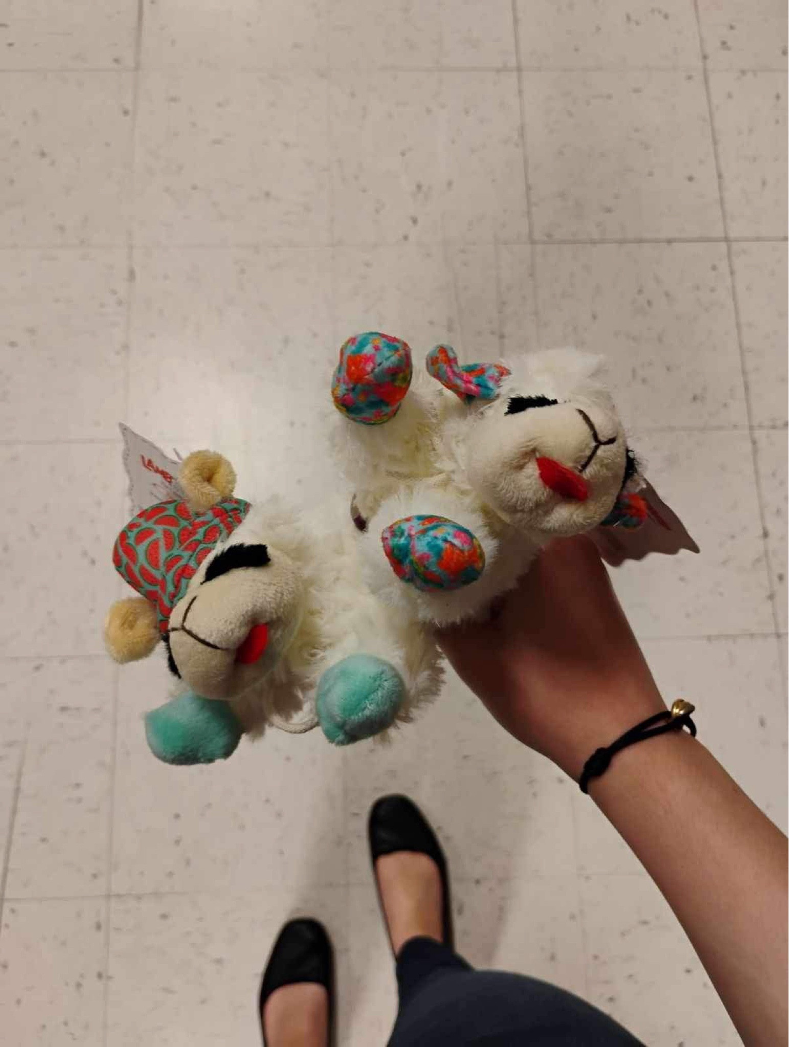 Poppys newest lambies🐑🌸🍉