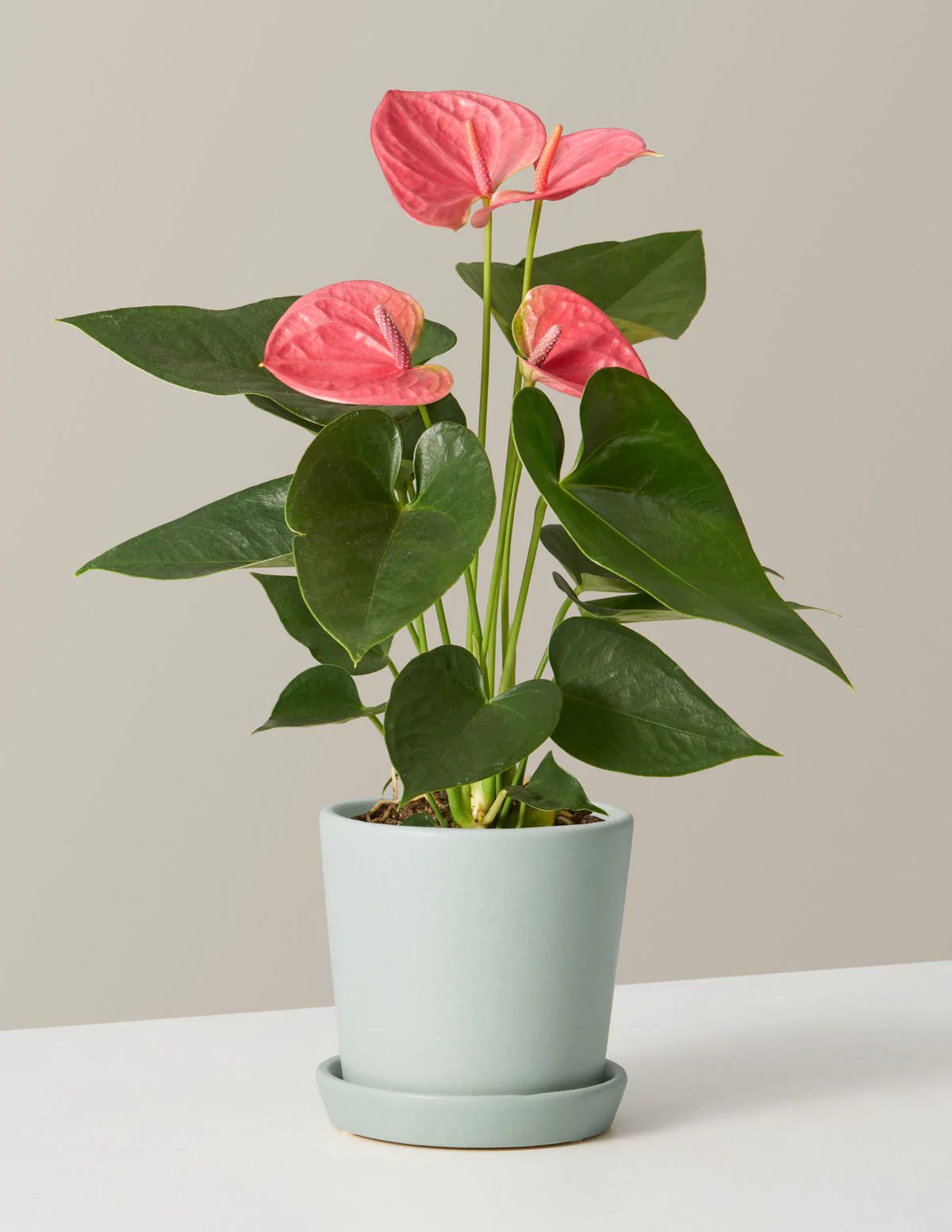 Pink Anthurium
    $88 | The Sill