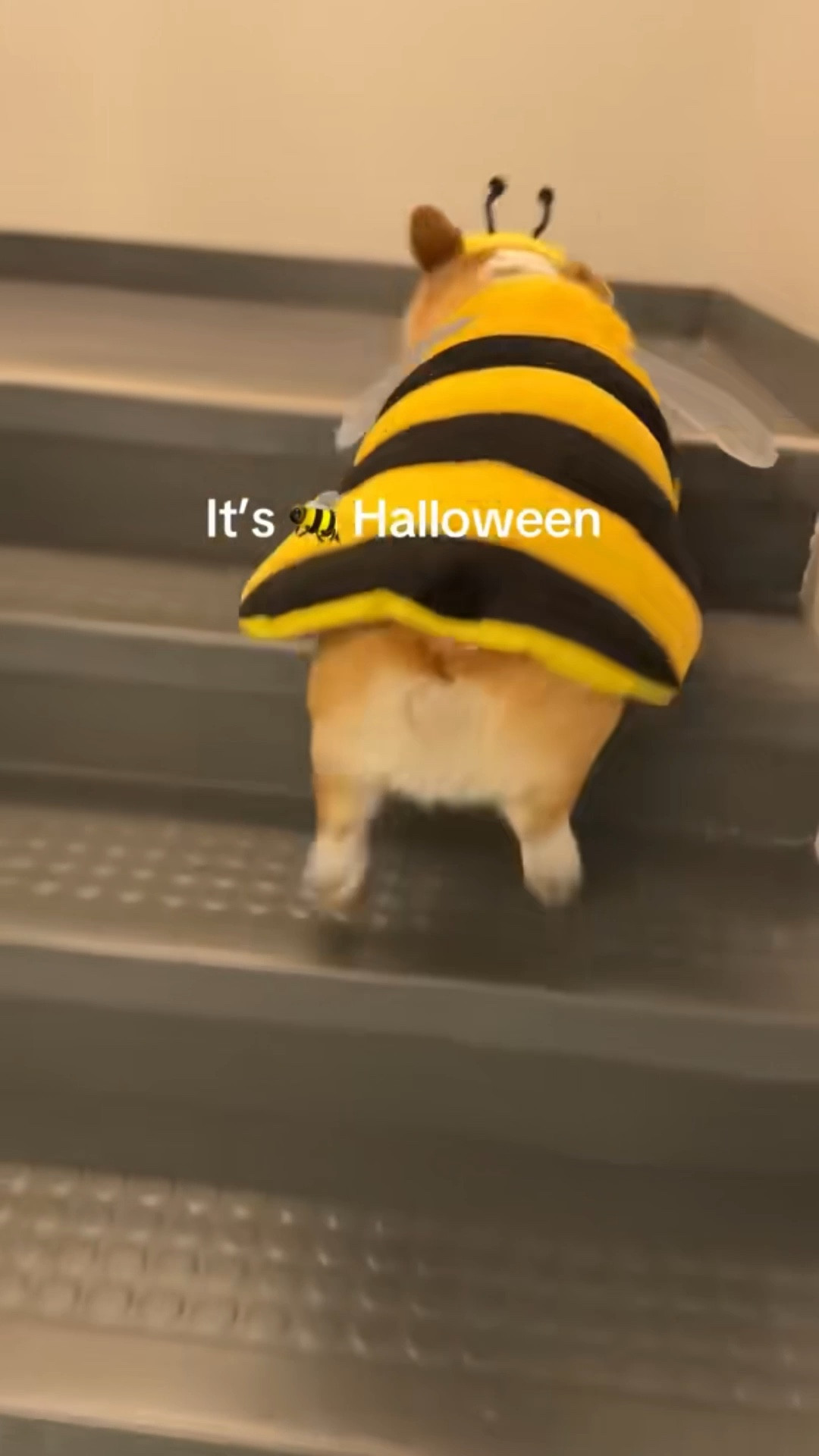 Dogs costumes. Size XL

#LTKHalloween #LTKPets