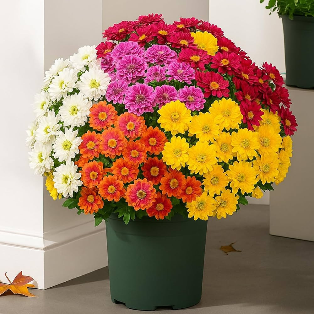 Funsdecor Mums (7 Flowers in a Bundle), Artificial Mums for Outdoors, Faux Mum for Outdoor Plante... | Amazon (US)