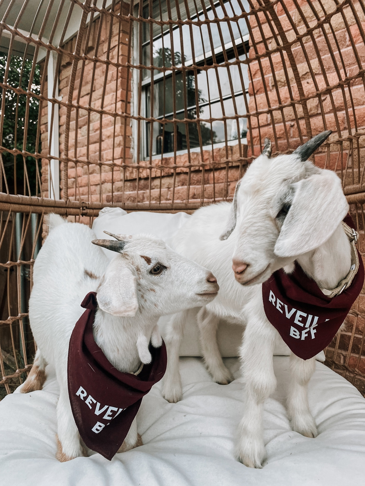 Gameday goats in egg chair 

#LTKhome #LTKSeasonal