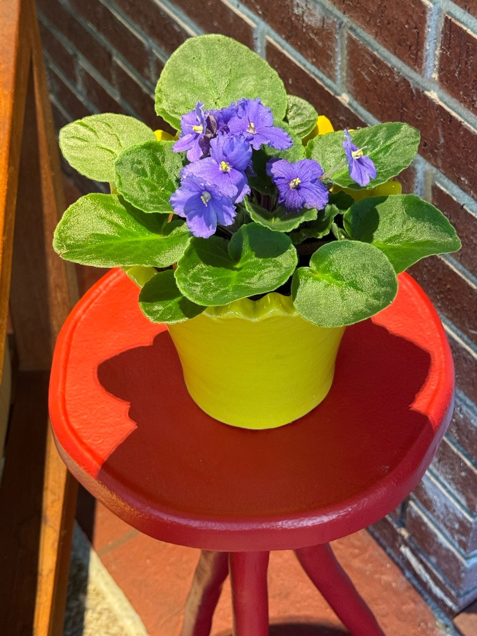 These African violets are so easy to grow, have do many blooms that last forever + arrive looking so healthy, so thoughtfully packaged + shipped! If you follow me on Instagram or frequent my posts here you know this little red table is a fave of mine! I also got it in green! It’s perfect for your drink or a plant or petite vase of flowers or a stack of books or a framed photo or a pile of magazines. This yellow cache pot is so joyful in any room! It has a hole that you can plug or not, so you can use it as an actual plant pot or put a stemless wineglass full of flowers inside!

#LTKdayinmylife #LTKHome #LTKselfcare