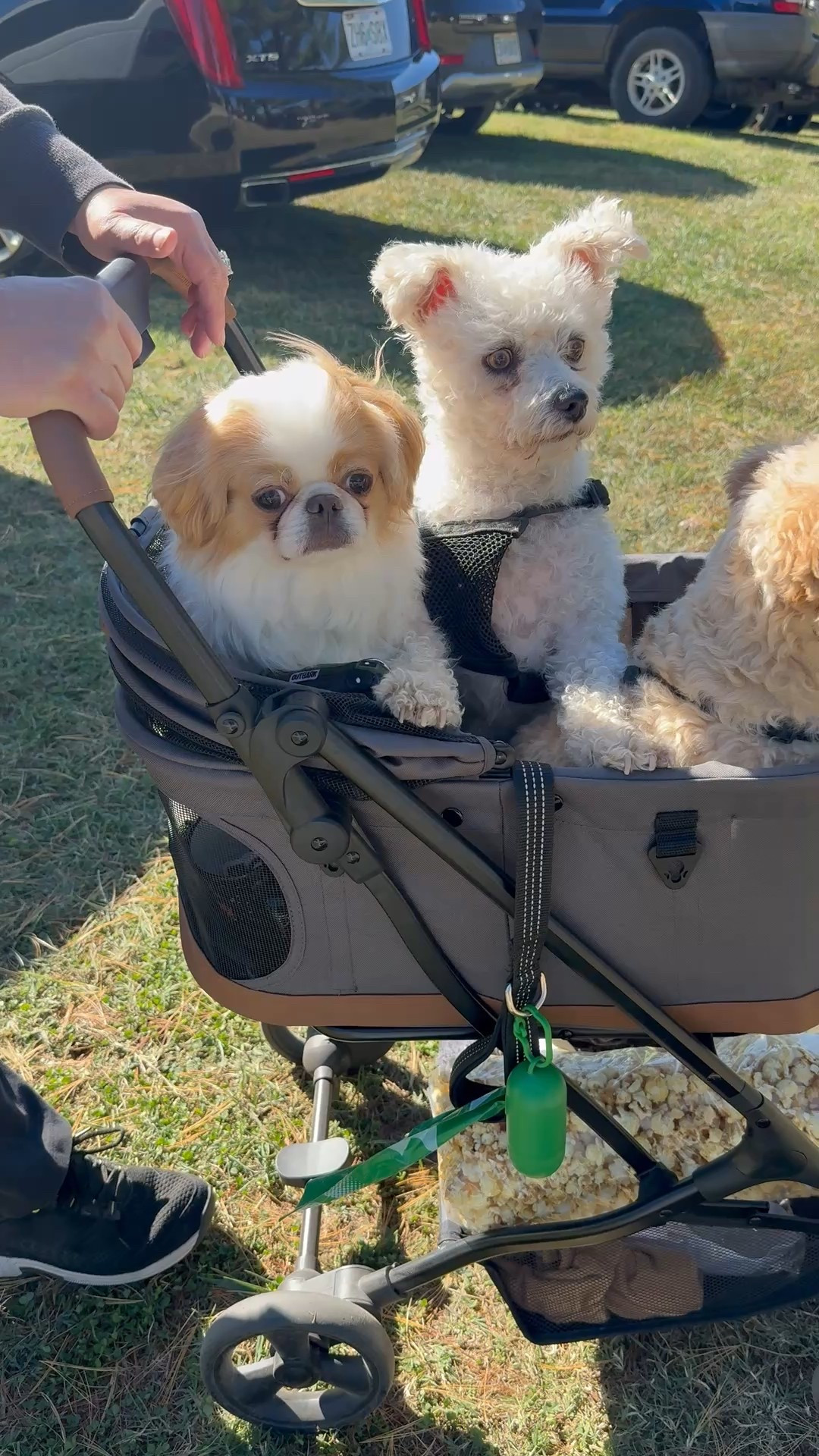 Amazon dog stroller 

#LTKSeasonal #LTKTravel #LTKPets