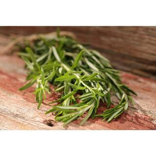 PROVEN WINNERS 4.25 in. Grande Proven Selections Prime Rosemary, Live Plant, Herb (Pack of 4)-HER... | The Home Depot