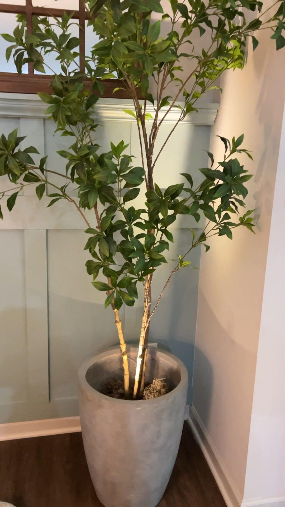 These have really made my plants look extra special 

#LTKHome