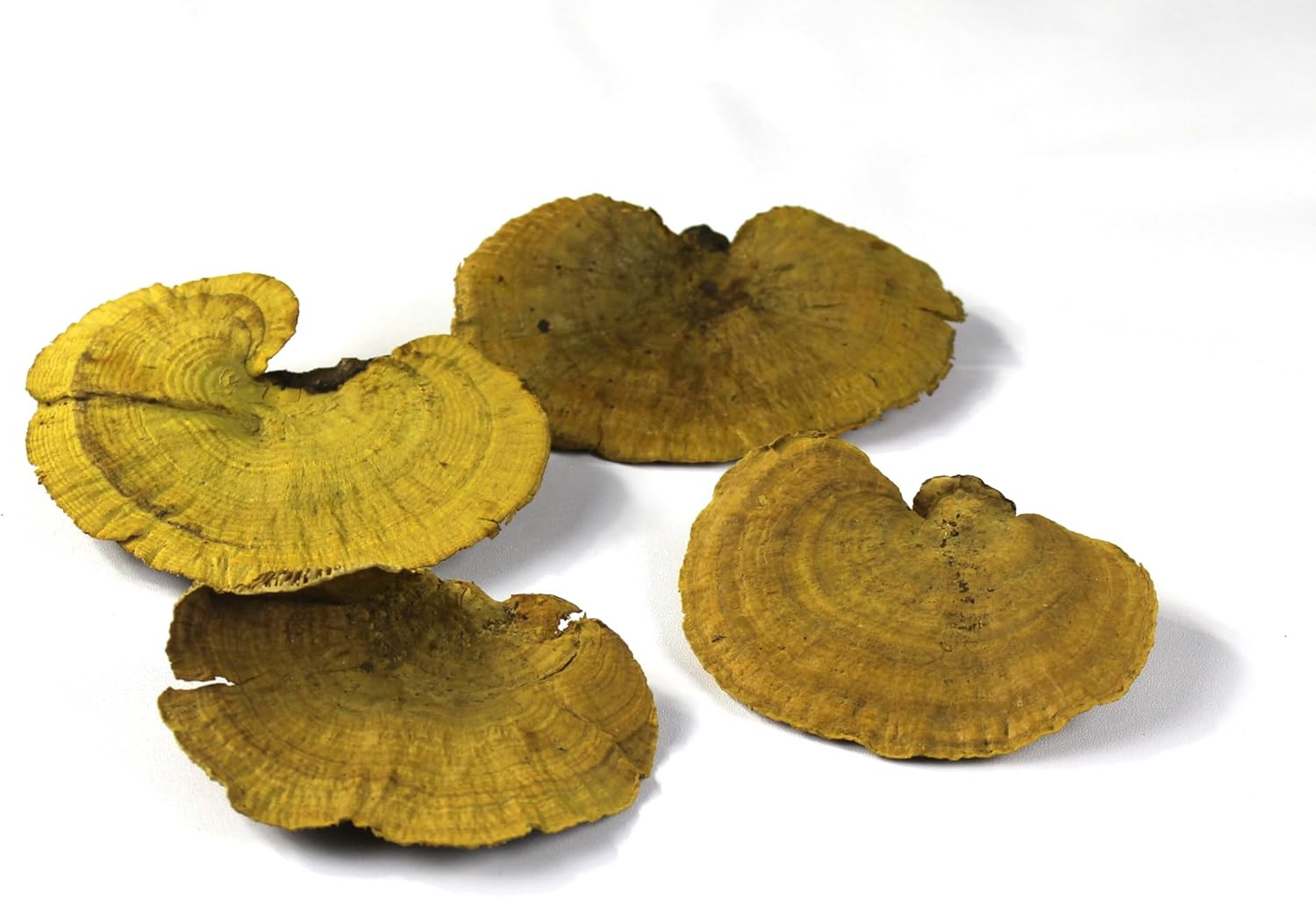 Dried Mushroom Mix Size - Pack of 4 - for Decorative use only not for Food Consumption. (Yellow 4... | Amazon (US)