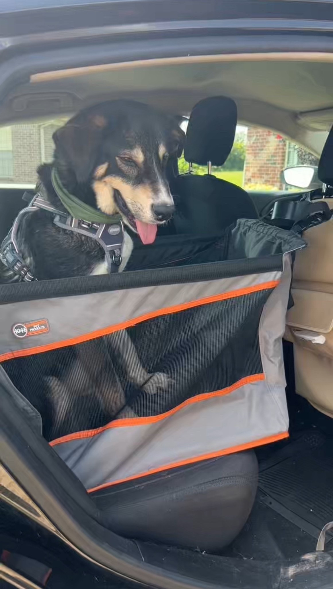 Pet Car Seat 🐶

#LTKPets #LTKU #LTKSaleAlert