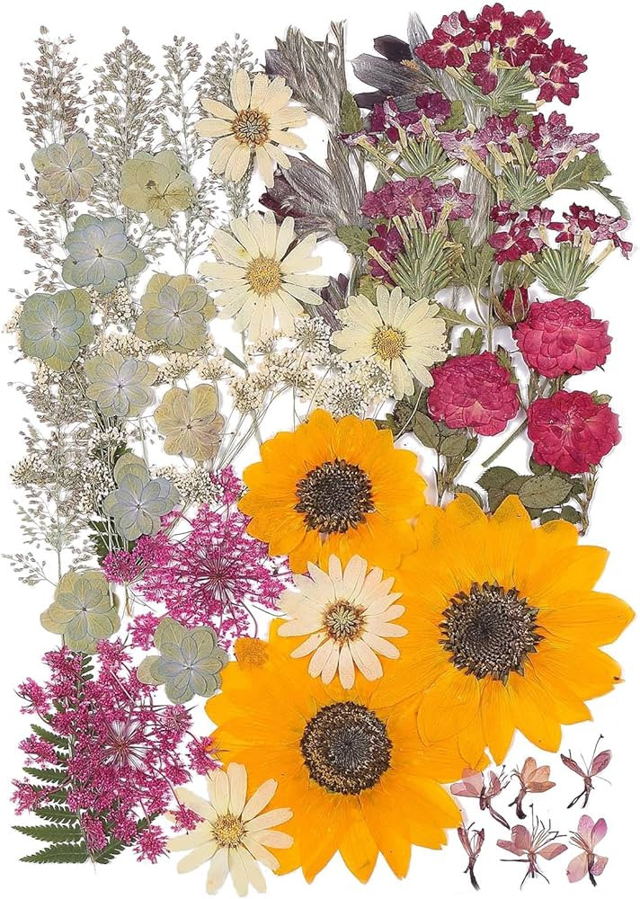 12“ Large Bulk Autumn Dried Pressed Flowers for Glass Frame, Real Dry Natural Flower Leaf Daisy... | Amazon (US)