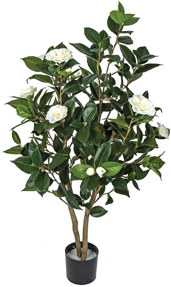 3' Flowering Camellia Silk Tree w/Pot -Cream | Amazon (US)