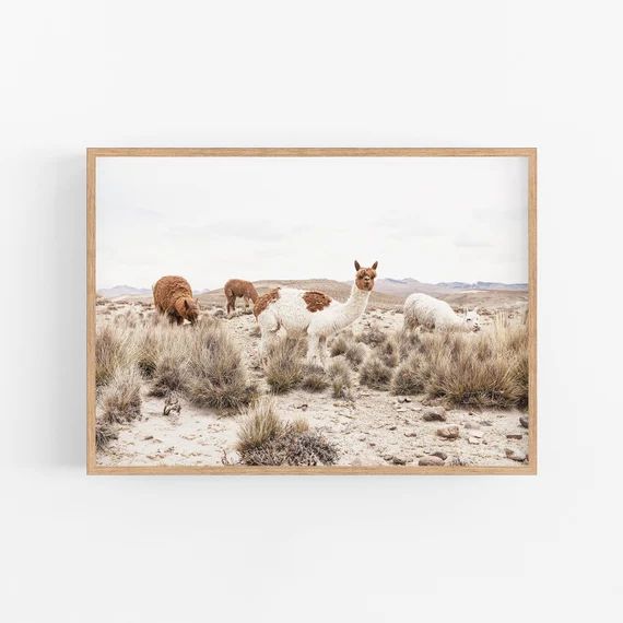 Alpaca Art Print, Llama Wall Art, Colour Alpaca Print, Farmhouse Wall Art, Horizontal Llama Print... | Etsy (US)