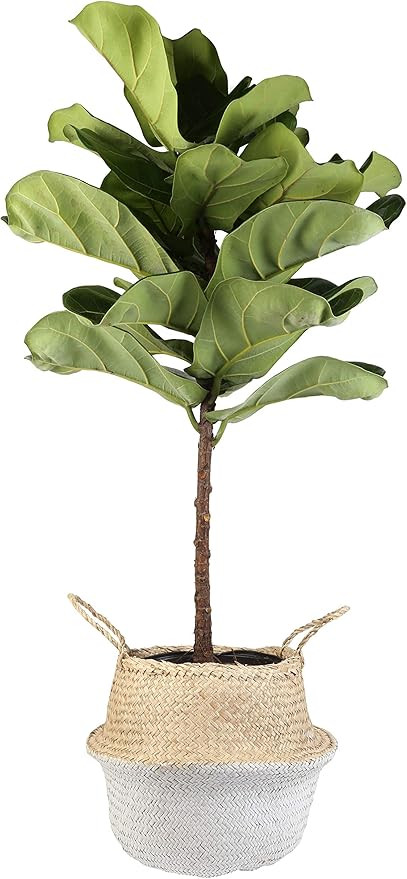 Costa Farms Live Ficus Lyrata, Fiddle-Leaf Fig, Floor Plant, 4-Feet Tall, Ships in Seagrass Baske... | Amazon (US)