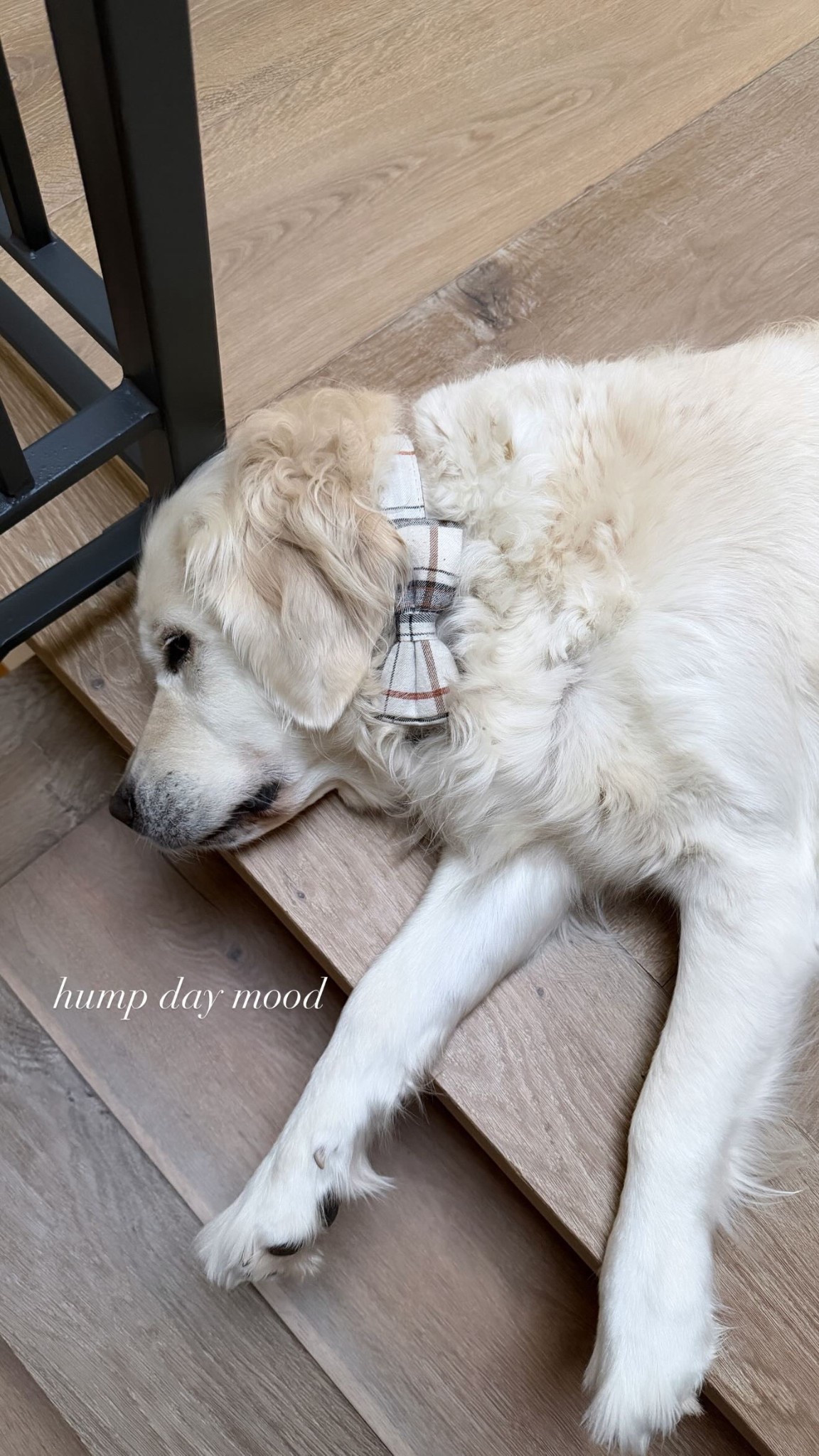 🐶🤍

#LTKStyleTip #LTKHome #LTKPets