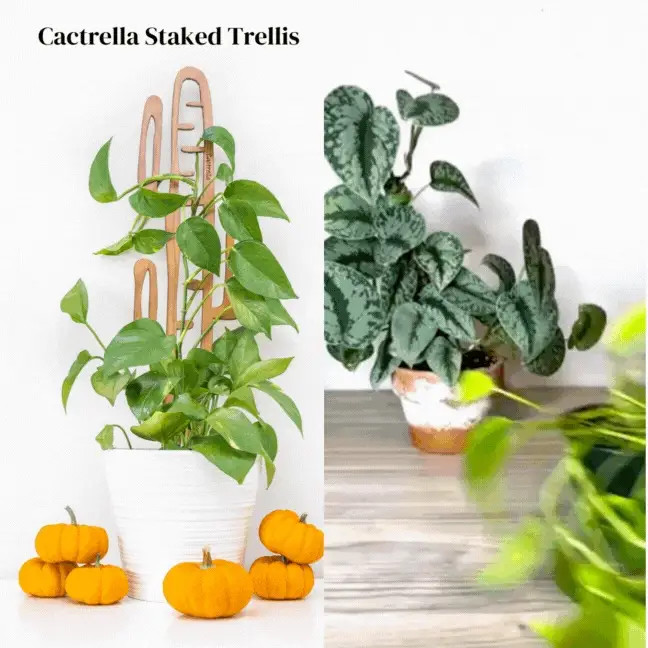 Wholesale Partner: Treleaf - Cactrella - Plant trellis inspired by the | Sol Soils