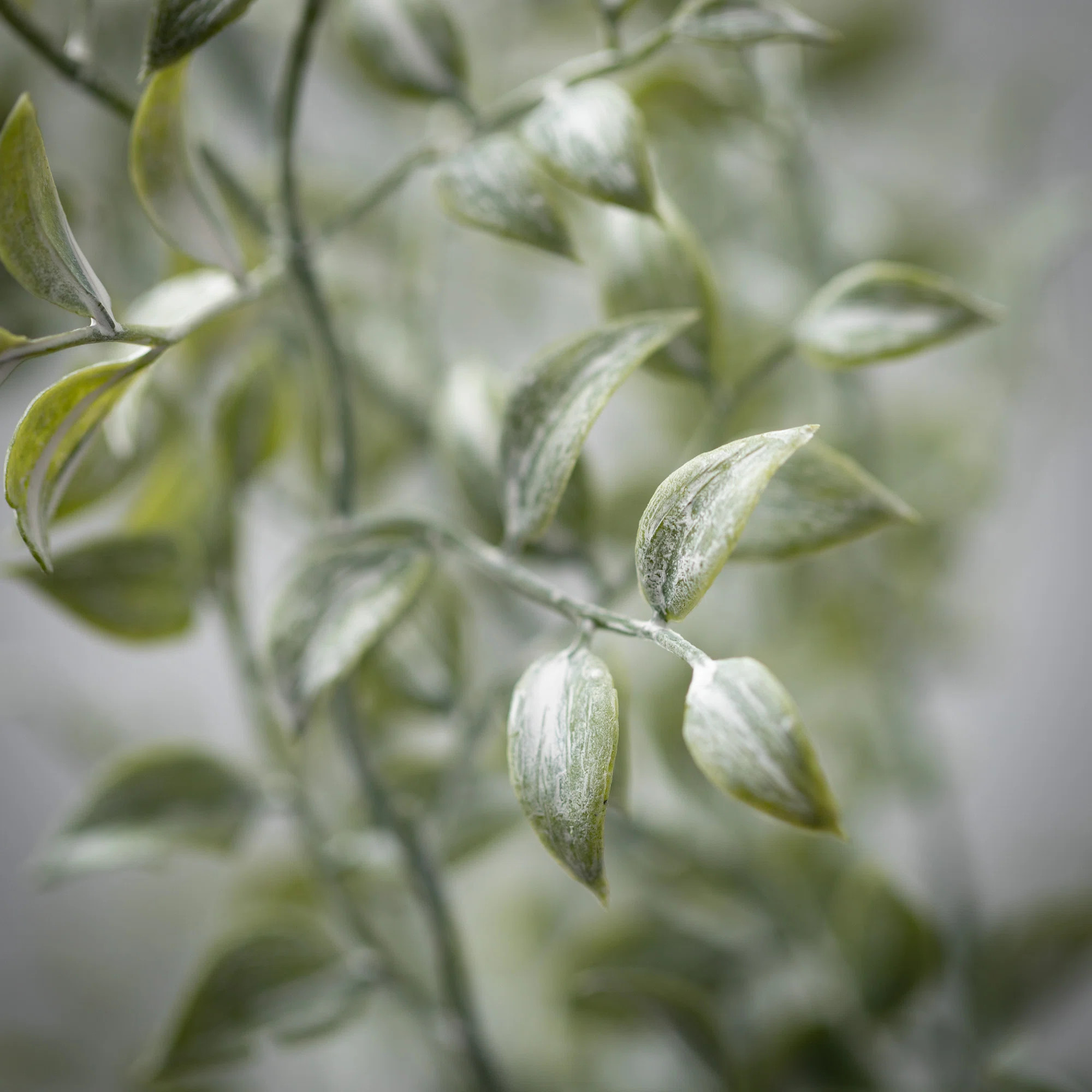 Birch Lane™ 36.5" Smilax Spray & Reviews | Wayfair | Wayfair North America