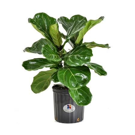 United Nursery Live Fiddle Leaf Fig Ficus Lyrata in 10 inch Grower Pot, Requires Indirect Light | Walmart (US)
