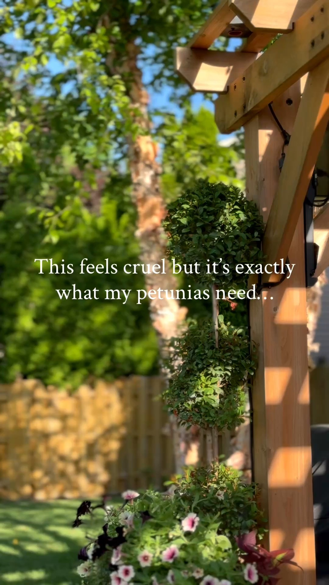 My planters are currently on sale and available in several sizes and colors. 

After the 4th of July is usually when I give my garden a reset and my petunias are no exception. They start to look tired and “leggy”. That means the foliage is sparse and clustered on the ends. 

I cut mine back about a third of the way, fertilize and water. This will help bring your petunias back fuller and live longer through the season. 

Use clean clippers when cutting back to prevent spreading disease.

#LTKHome #LTKSeasonal #LTKSaleAlert