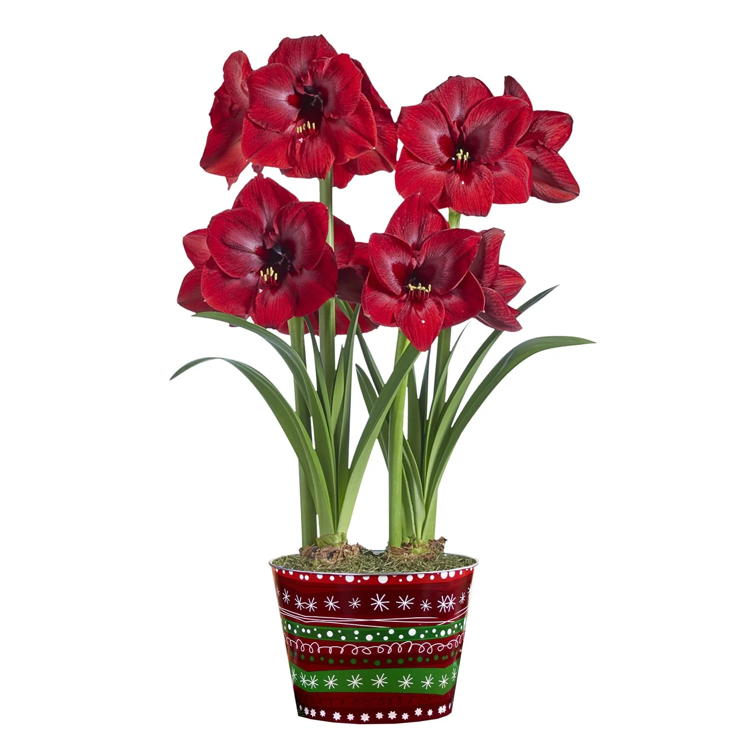 Miracle Red Flowering Amaryllis Two Bulb Holiday Gift Kit, Planted in a Decorative 9 inch Pot | Walmart (US)
