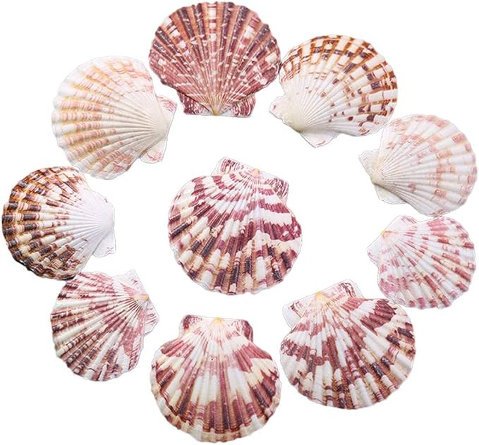 Scallop Shell Natural Seashell from Sea Beach for DIY Crafts Decor for Wedding Decor Beach Theme ... | Amazon (US)
