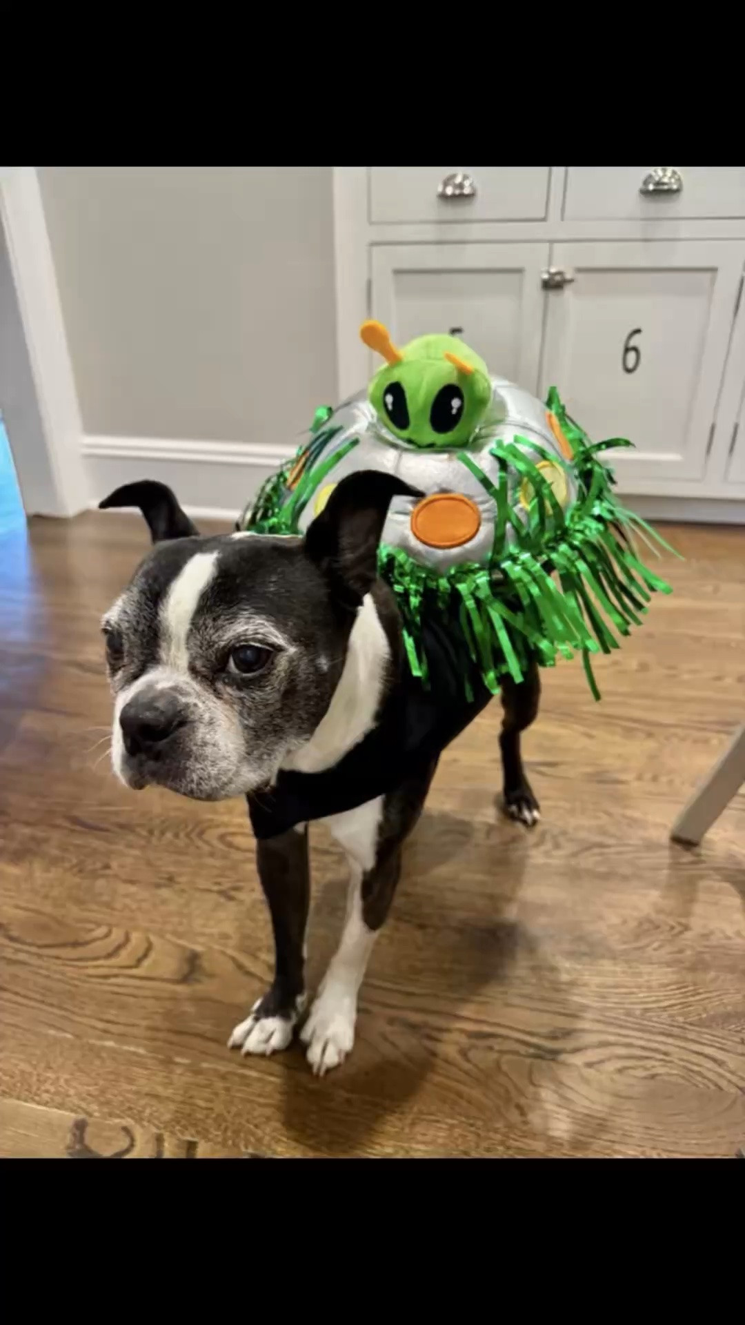 Sushi’s #OOTD! This is your sign to get your dog a Halloween costume! 👽 


Halloween, dog, pets, Halloween costume, Halloween party, Halloween decor

#LTKSeasonal #LTKmomlife #LTKdayinmylife