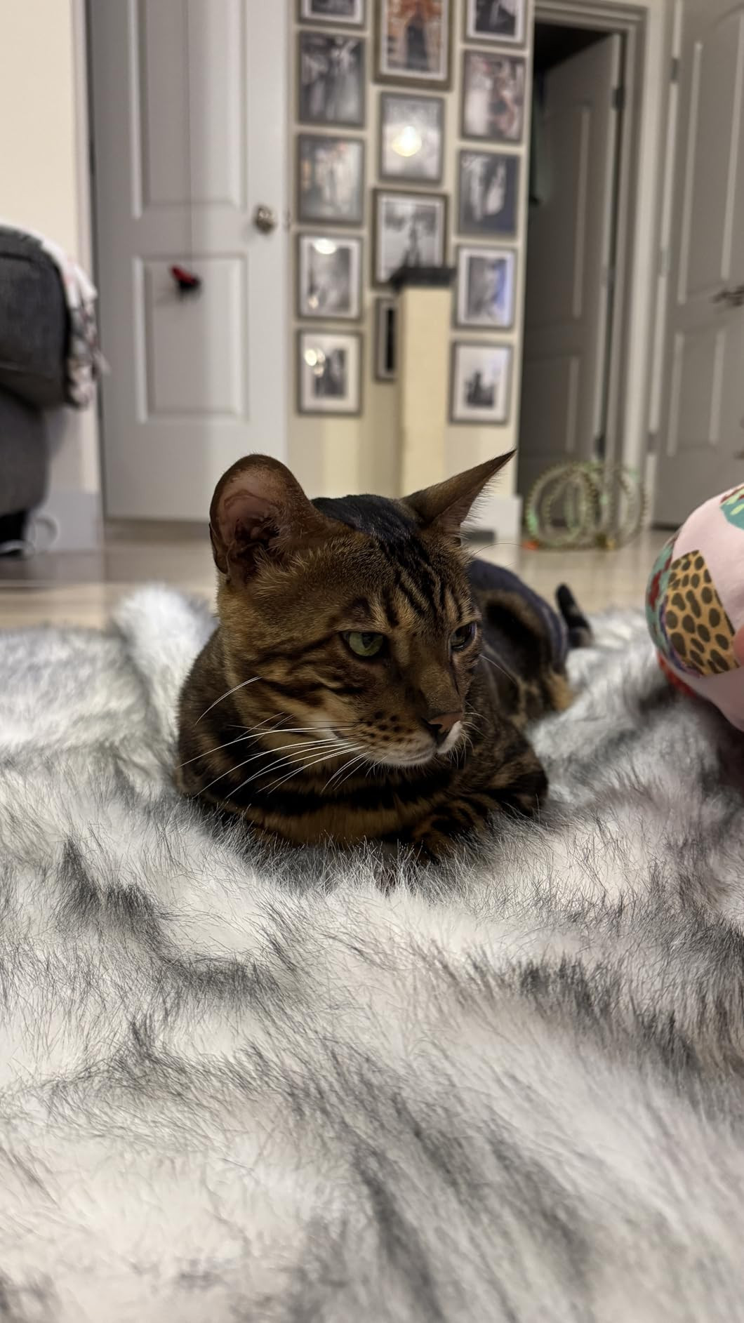 EVERGRACEHOME Luxury Faux Fur Throw Blanket, Soft Fluffy Faux Mink Blankets for Bed, Couch, Sofa,... | Amazon (US)