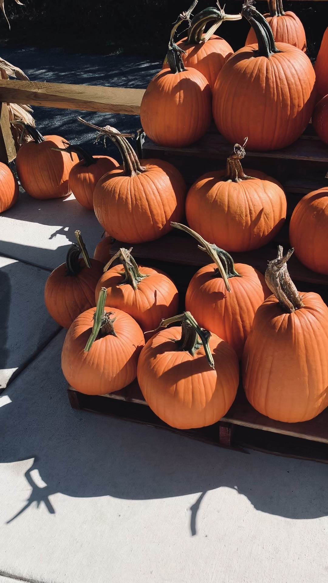 Stopping by our local farmstand 🍂
for family photos 

#fall #autumn 

#LTKFamily #LTKSeasonal #LTKTravel