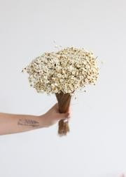 Dried Star Flower | Afloral (US)