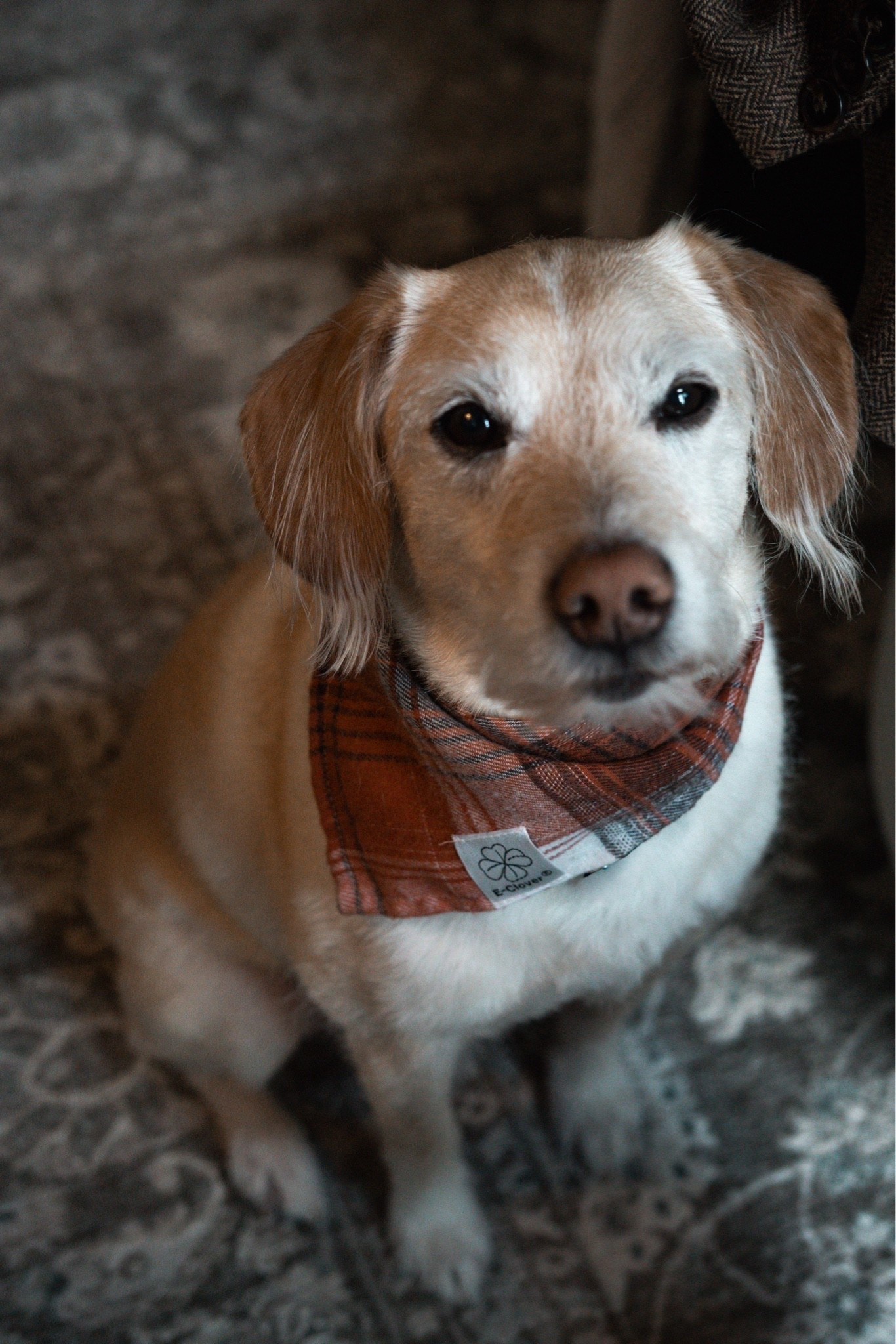 Louis, looking very dapper in his plaid bandana! (It’s from Amazon!)

#LTKHome #LTKSaleAlert #LTKSeasonal